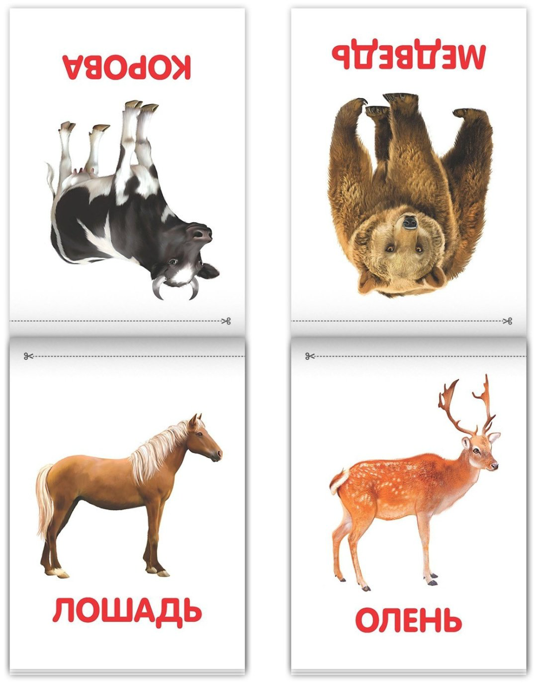 Книга Е.Сачкова: Карточки Домана на скрепке купить,NaN