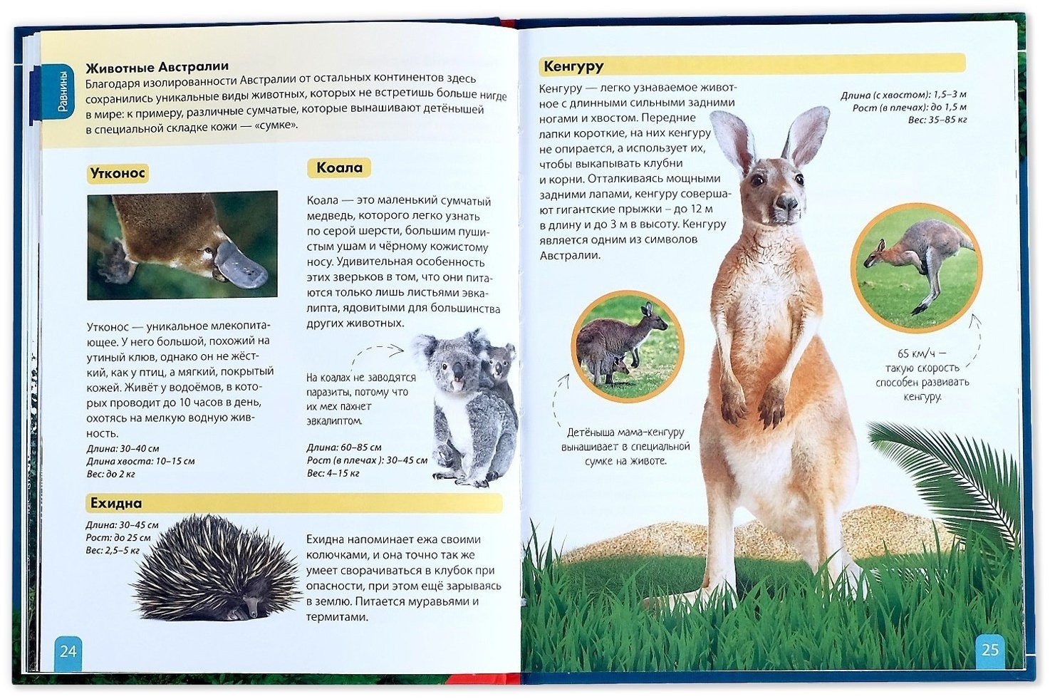 Книга Е.Сачкова: Животные - ForteMarket Книга Е.Сачкова: Животные купить,NaN