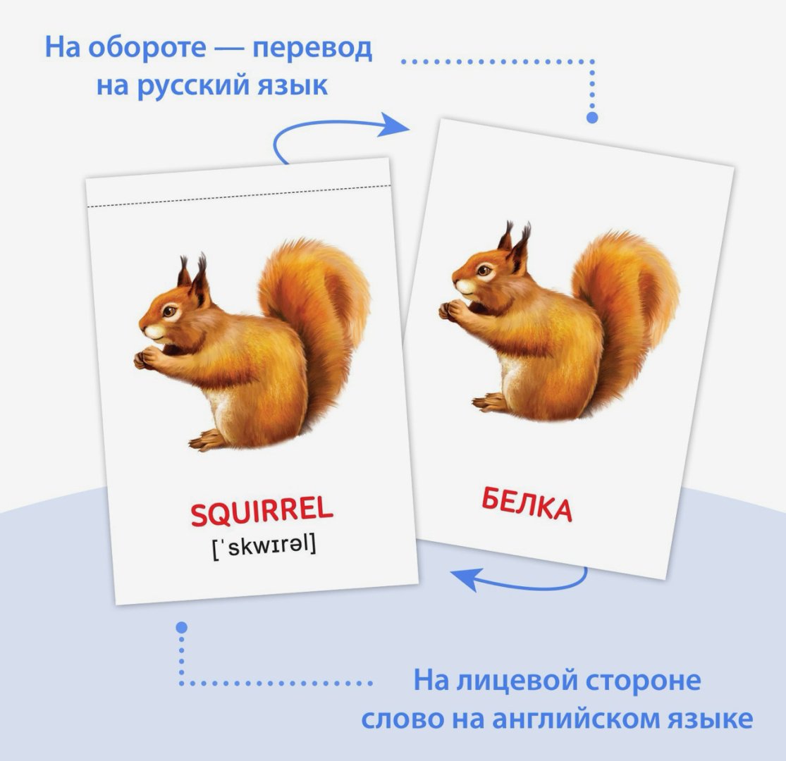 Книга Сачкова Е.: Карточки Домана на английском языке купить,NaN