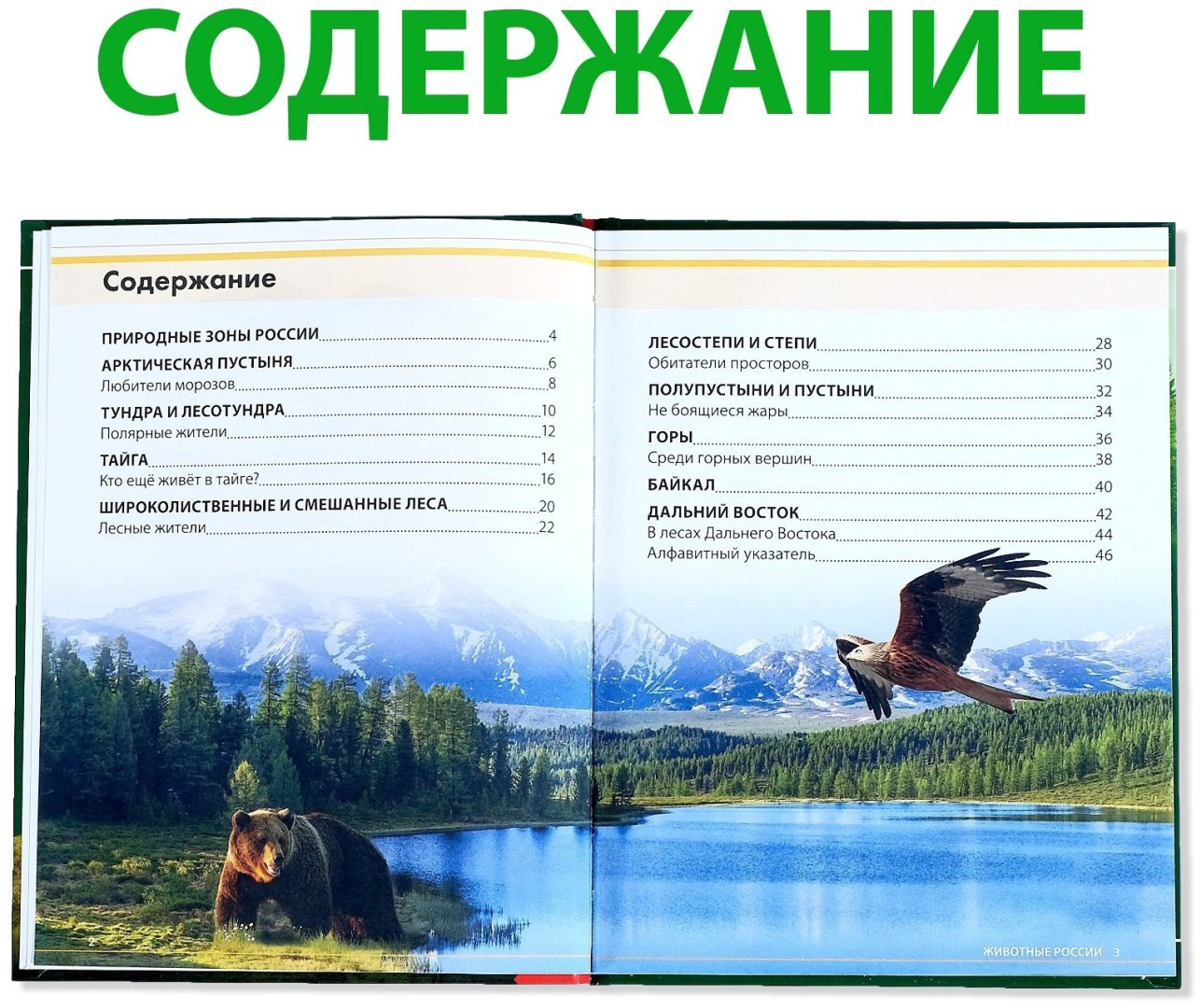 Книга Е.Сачкова: Животные России купить,NaN