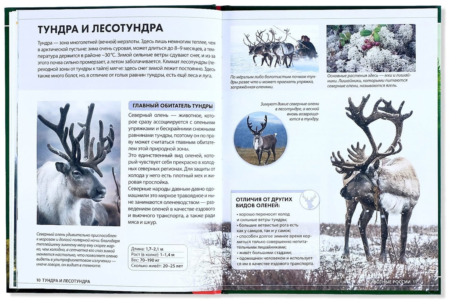 Книга Е.Сачкова: Животные России купить,NaN