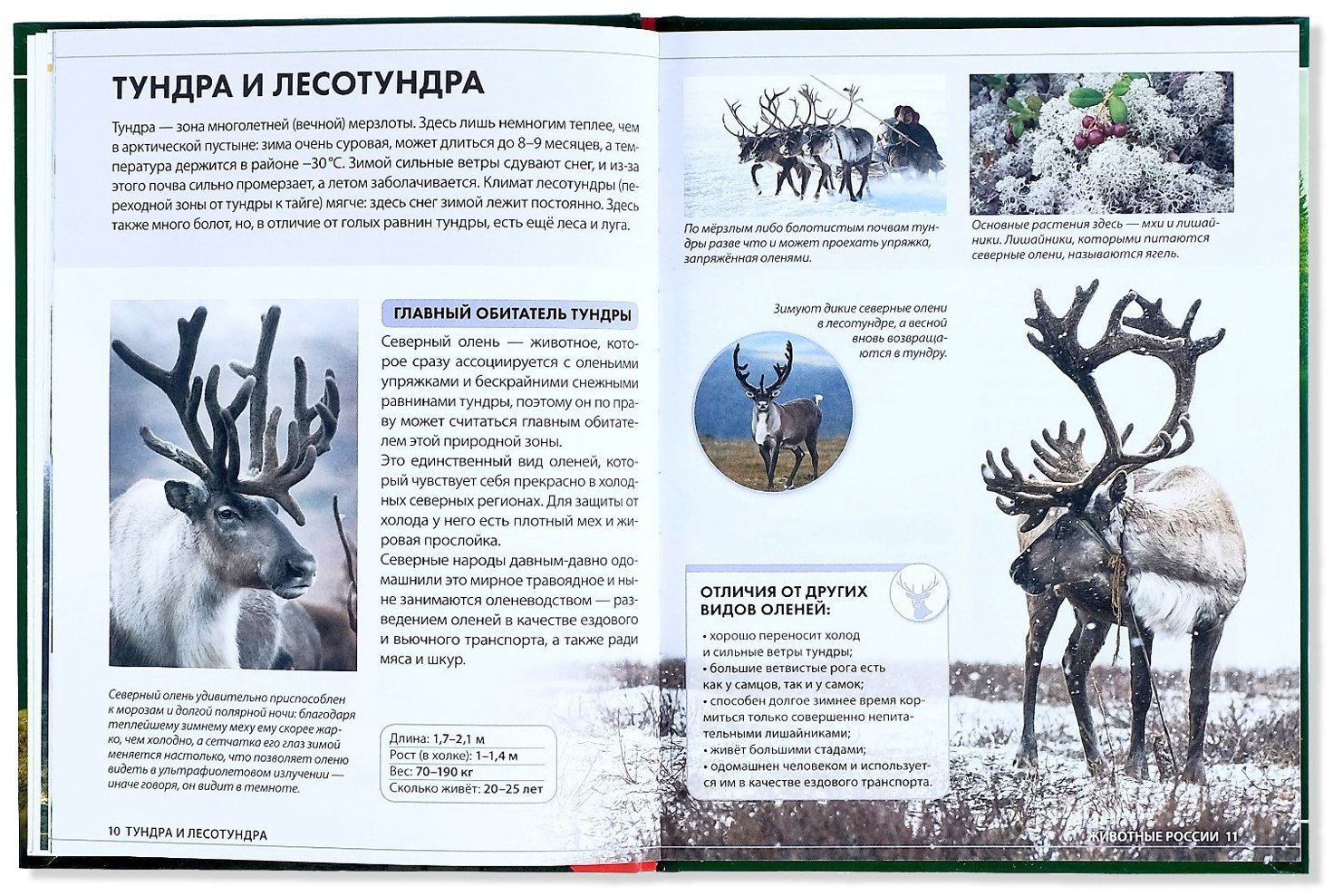 Книга Е.Сачкова: Животные России купить,NaN