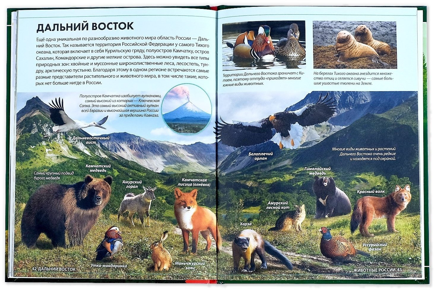 Книга Е.Сачкова: Животные России купить,NaN
