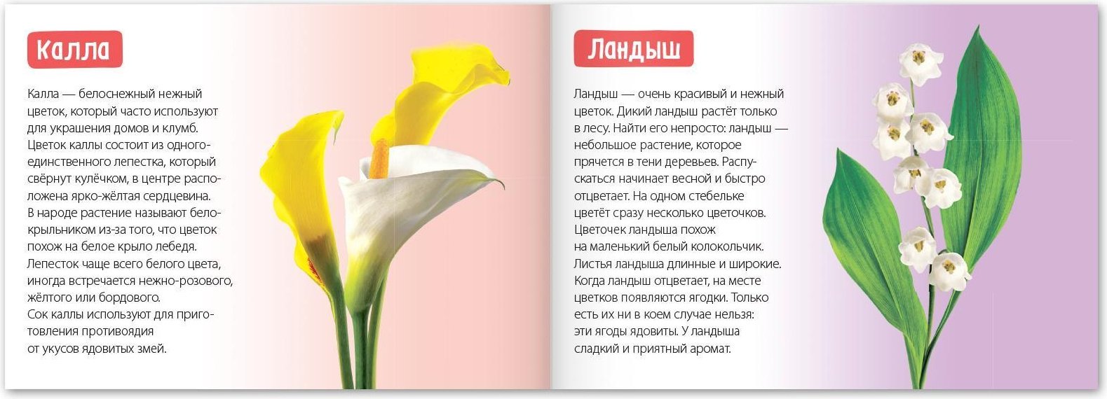 Книга Е.Сачкова: Про всё на свете купить,NaN