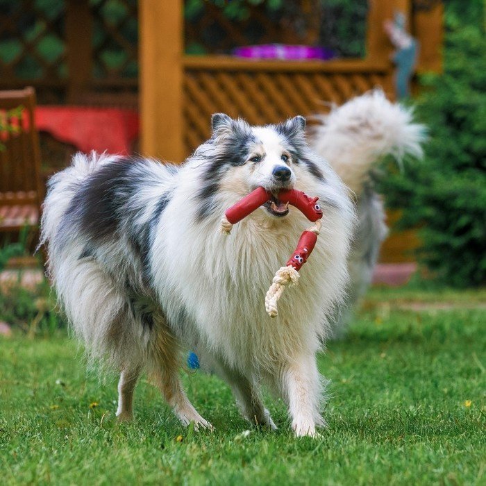 Игрушка Пижон Сосиски 1513532 красный, белый