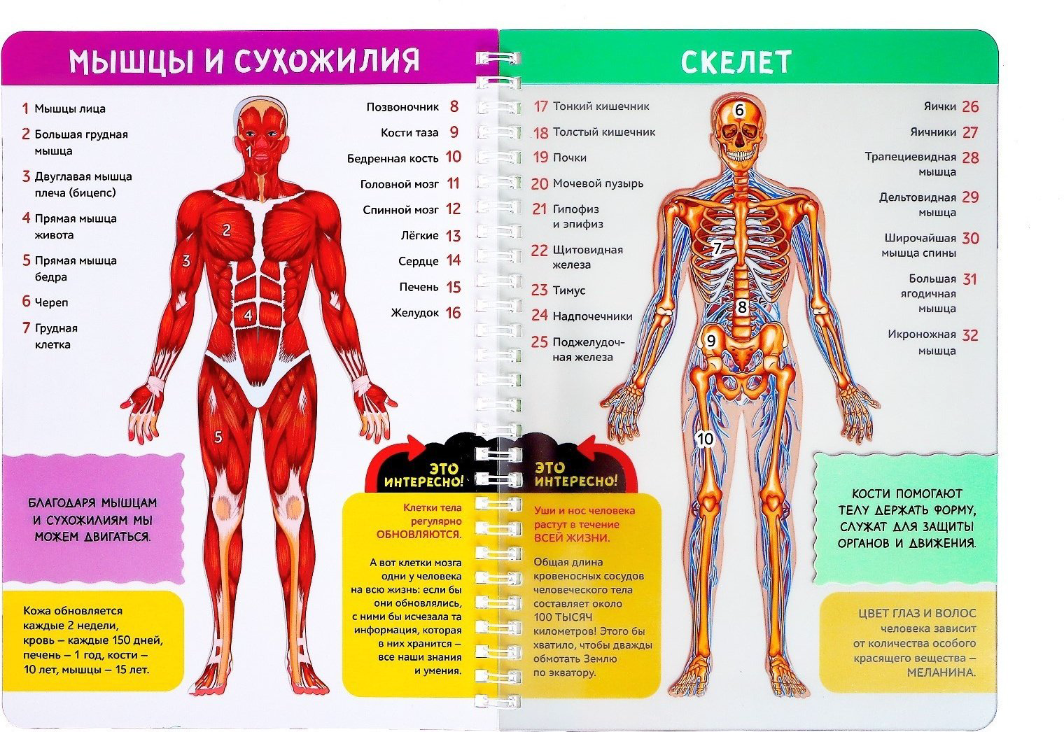 Книга Бажева А.: Мое тело купить,NaN