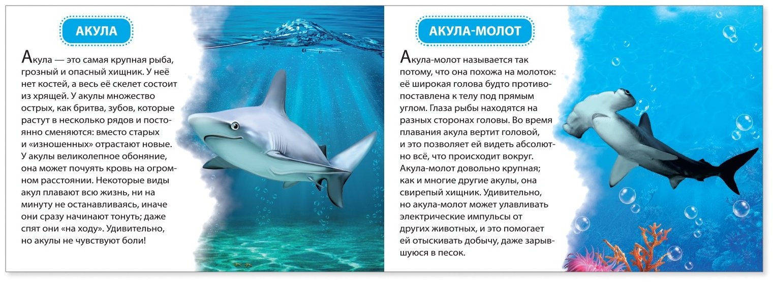 Книга Е.Сачкова: Узнаём про всё вокруг купить,NaN
