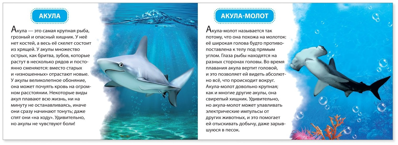 Книга Е.Сачкова: Узнаём про всё вокруг купить,NaN