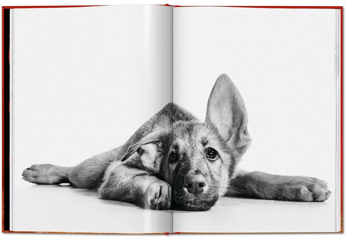 Книга Чандоха У.: Dogs. Photographs 1941–1991 купить,NaN