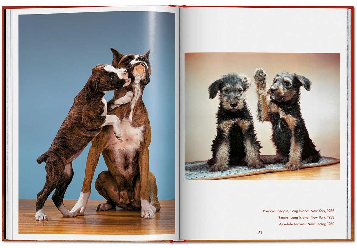 Книга Чандоха У.: Dogs. Photographs 1941–1991 купить,NaN