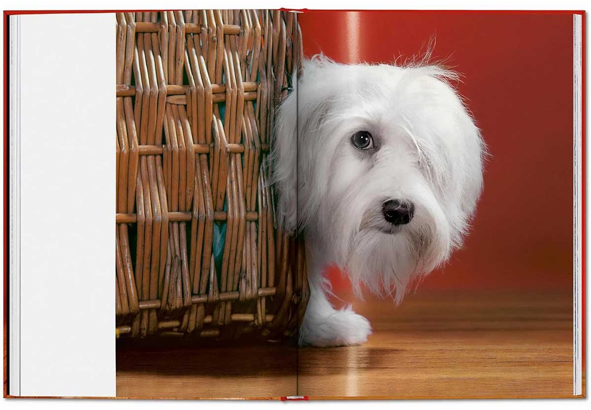 Книга Чандоха У.: Dogs. Photographs 1941–1991 купить,NaN