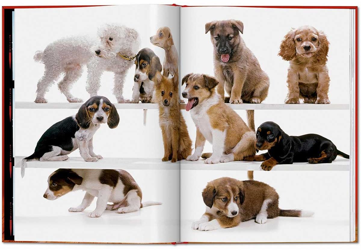 Книга Чандоха У.: Dogs. Photographs 1941–1991 купить,NaN