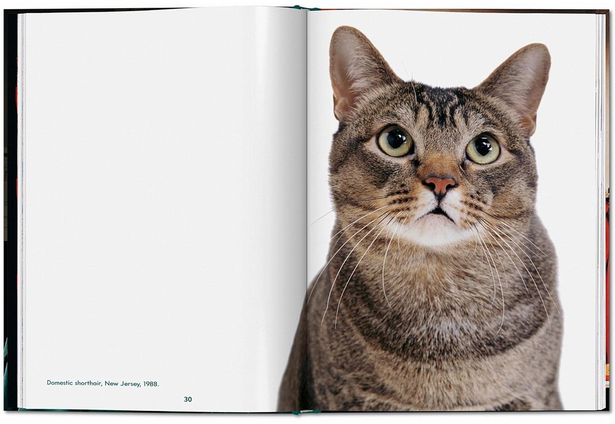Книга Без автора: Walter Chandoha. Cats. Photographs 1942-2018 купить,NaN