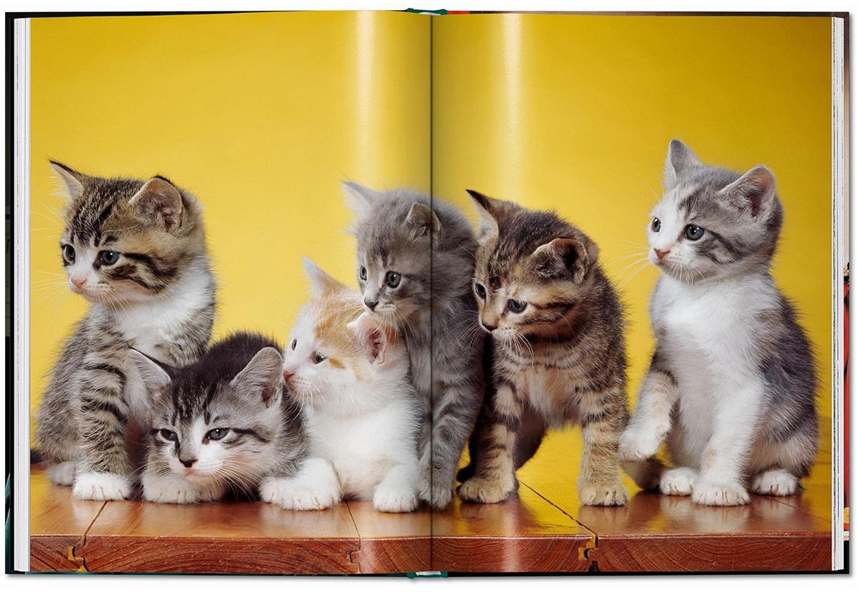 Книга Без автора: Walter Chandoha. Cats. Photographs 1942-2018 купить,NaN