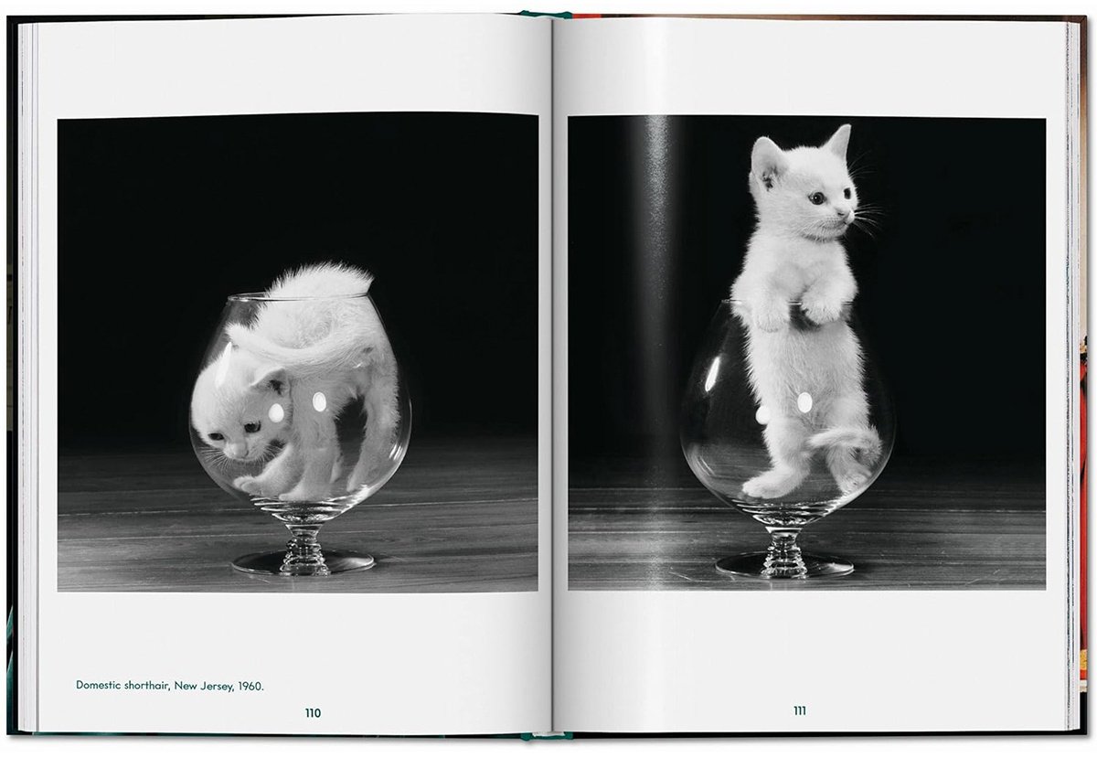Книга Без автора: Walter Chandoha. Cats. Photographs 1942-2018 купить,NaN