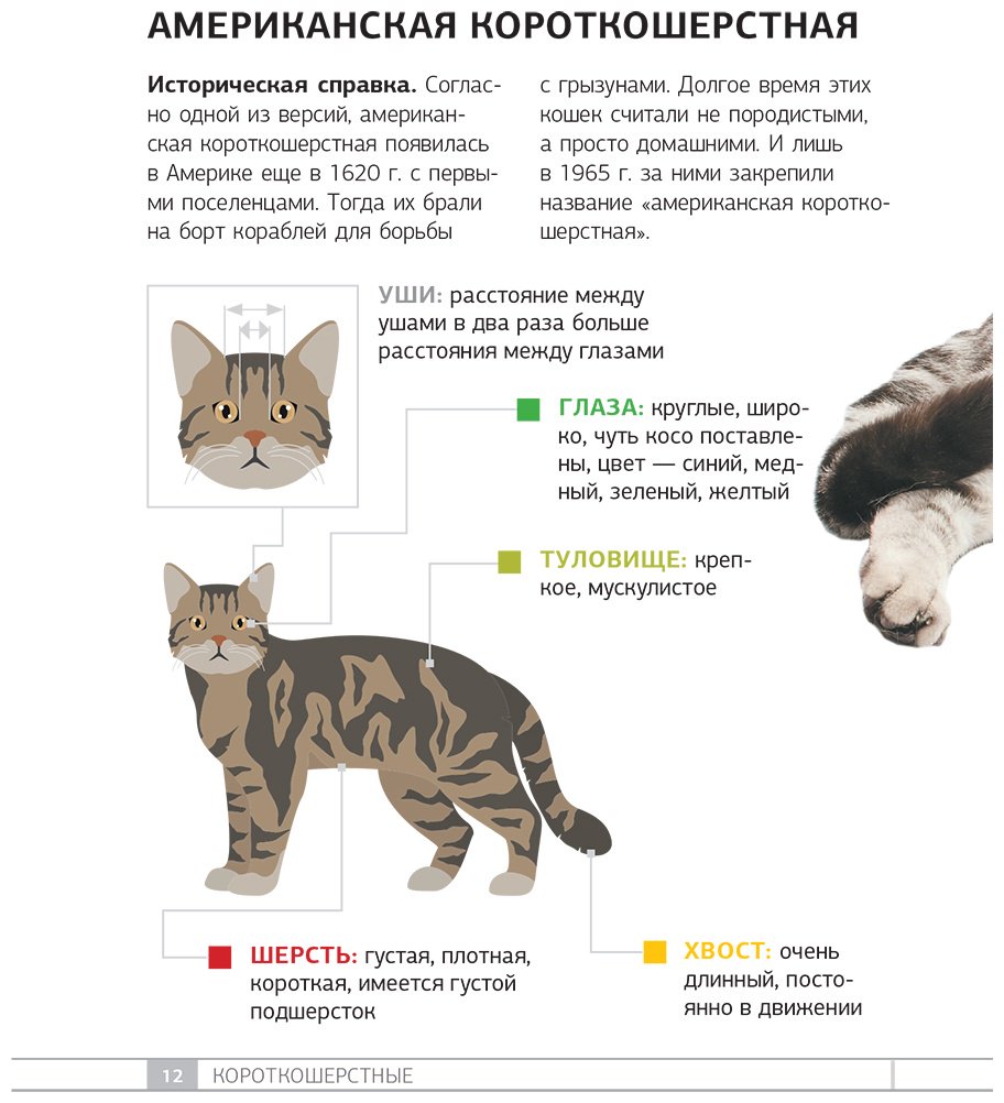 Книга Смирнов Д. С., Спектор А. А.: Смирнов Д. С., Спектор А. А.: Кошки. 60 самых популярных пород. Иллюстрированный определитель купить,NaN