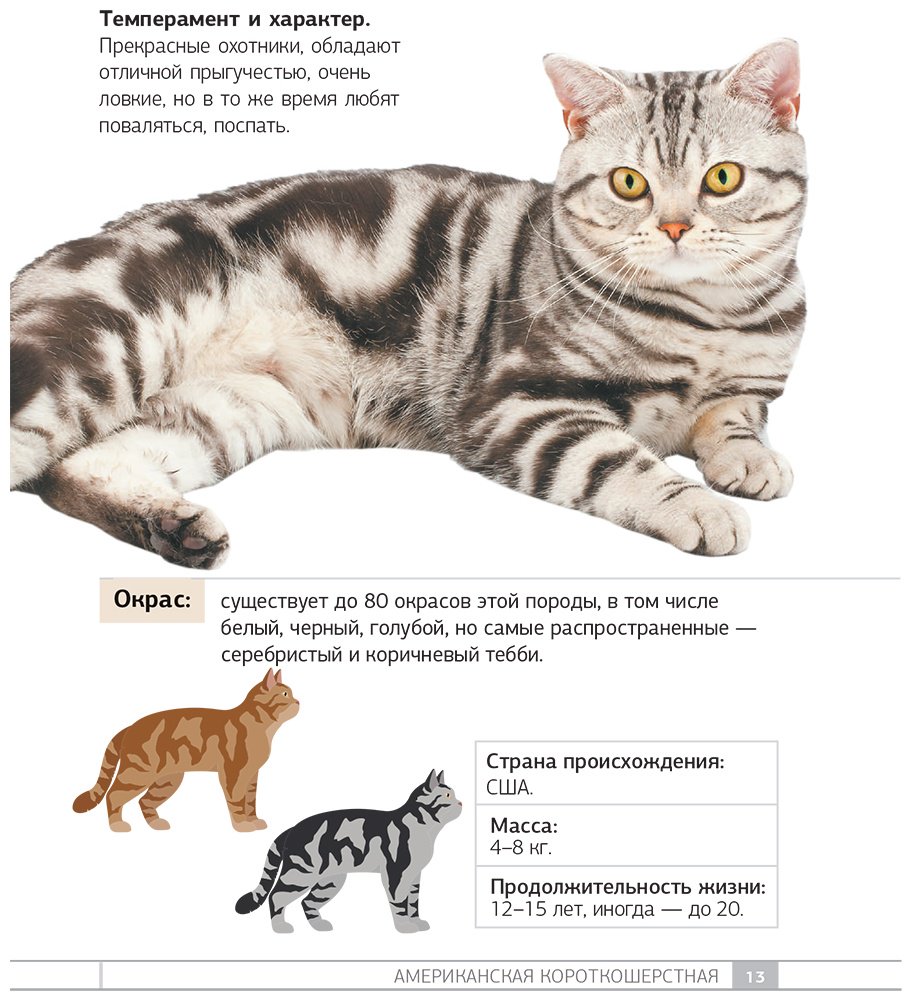 Книга Смирнов Д. С., Спектор А. А.: Смирнов Д. С., Спектор А. А.: Кошки. 60 самых популярных пород. Иллюстрированный определитель купить,NaN