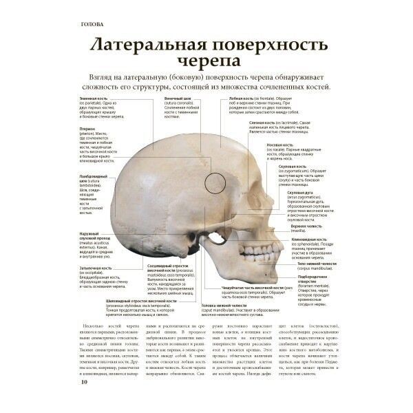 Медицина  Абрахамс П.  Анатомия человека купить,NaN
