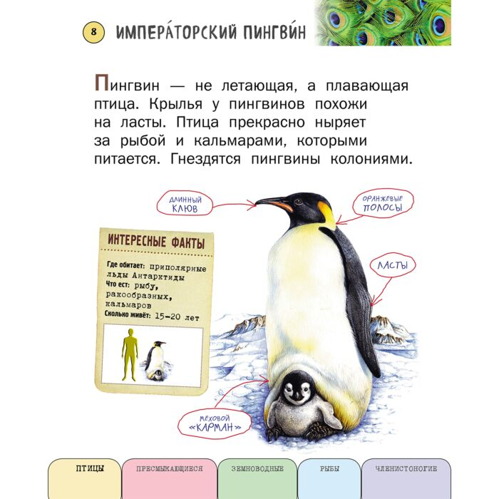 Энциклопедия Ананьева Е. Г. Все насекомые птицы рыбы с крупными буквами купить,NaN