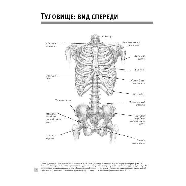Учебная литература Голдман К. Анатомия для художников купить,NaN