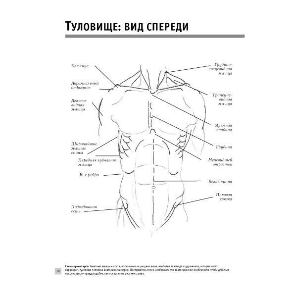 Учебная литература Голдман К. Анатомия для художников купить,NaN