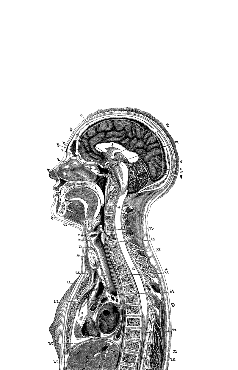 Здоровье Жуков Н.Э. Encyclopedia Pathologica: Модицина купить,NaN