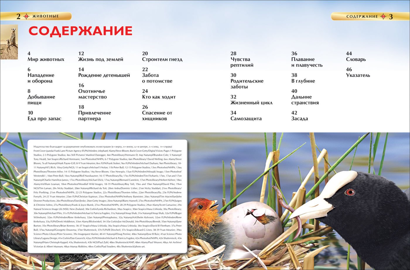 Энциклопедия Смит М. Животные. Детская энциклопедия купить,NaN