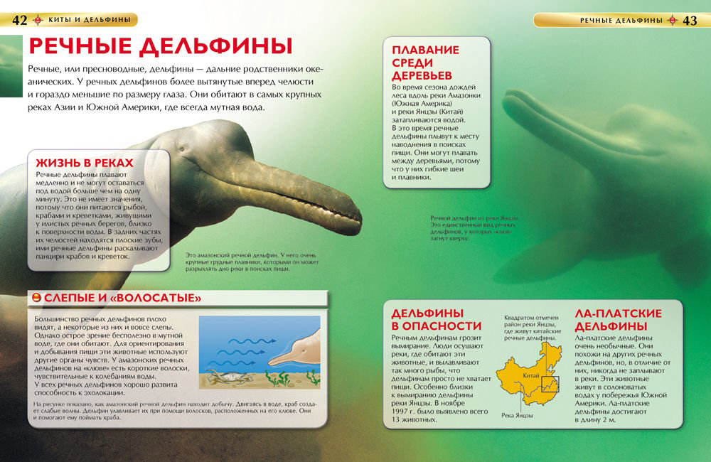 Энциклопедия Киты и дельфины. Детская энциклопедия купить,NaN