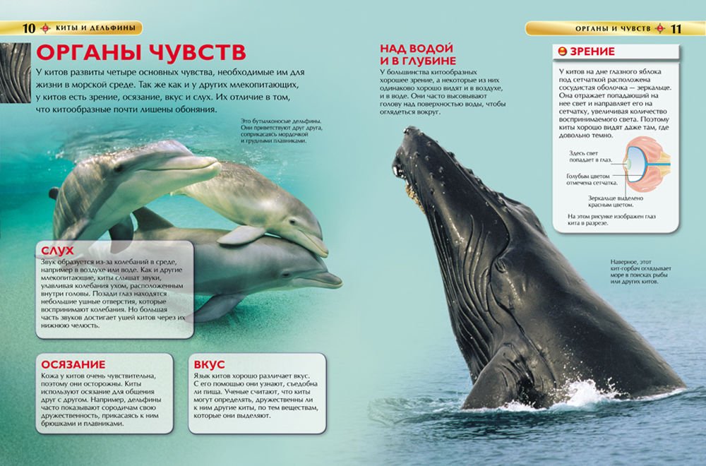 Энциклопедия Киты и дельфины. Детская энциклопедия купить,NaN
