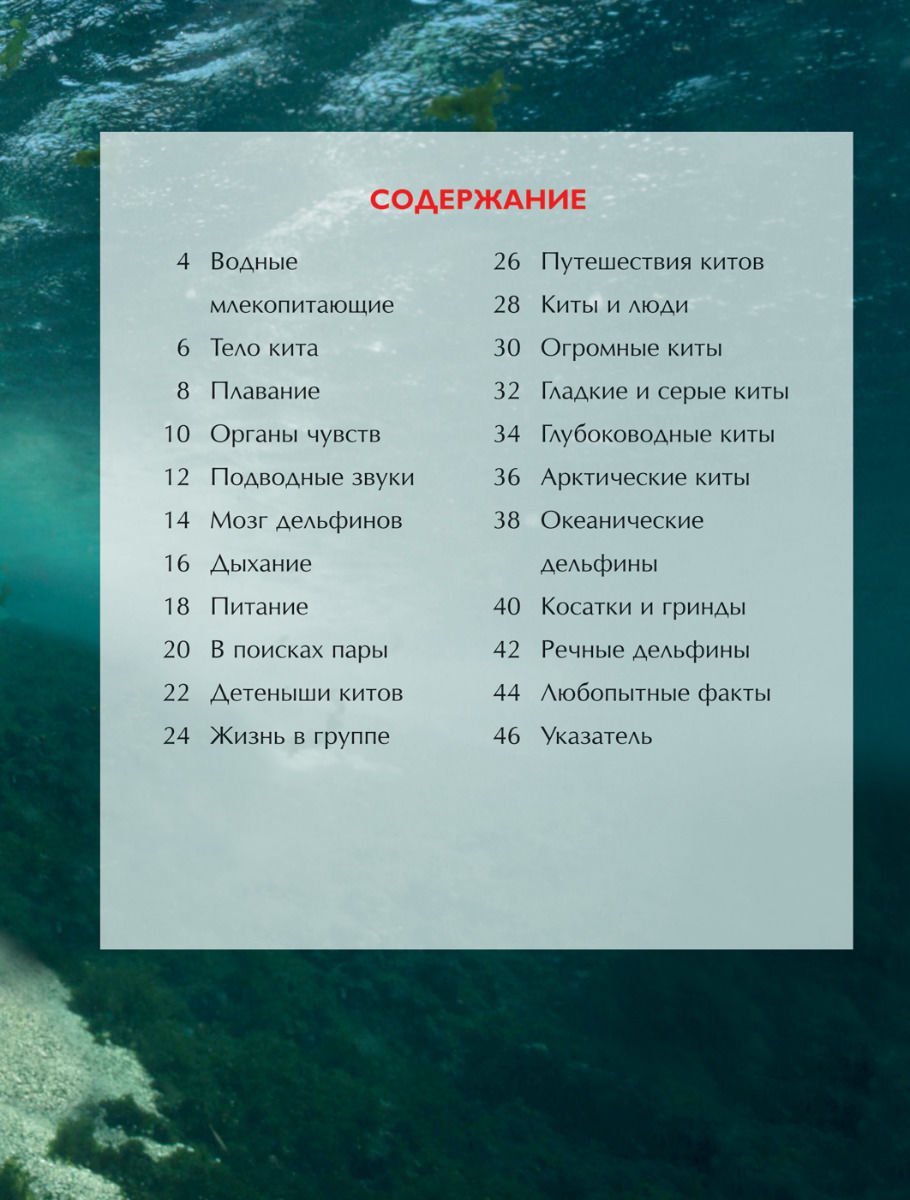 Энциклопедия Киты и дельфины. Детская энциклопедия купить,NaN