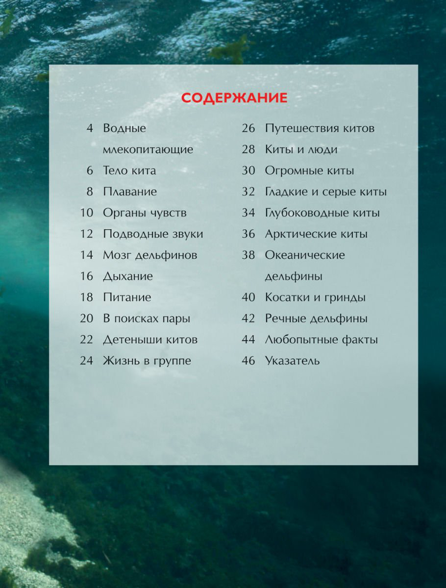 Энциклопедия Киты и дельфины. Детская энциклопедия купить,NaN