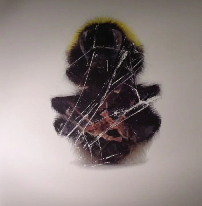 DEADBEAT — Walls & Dimensions