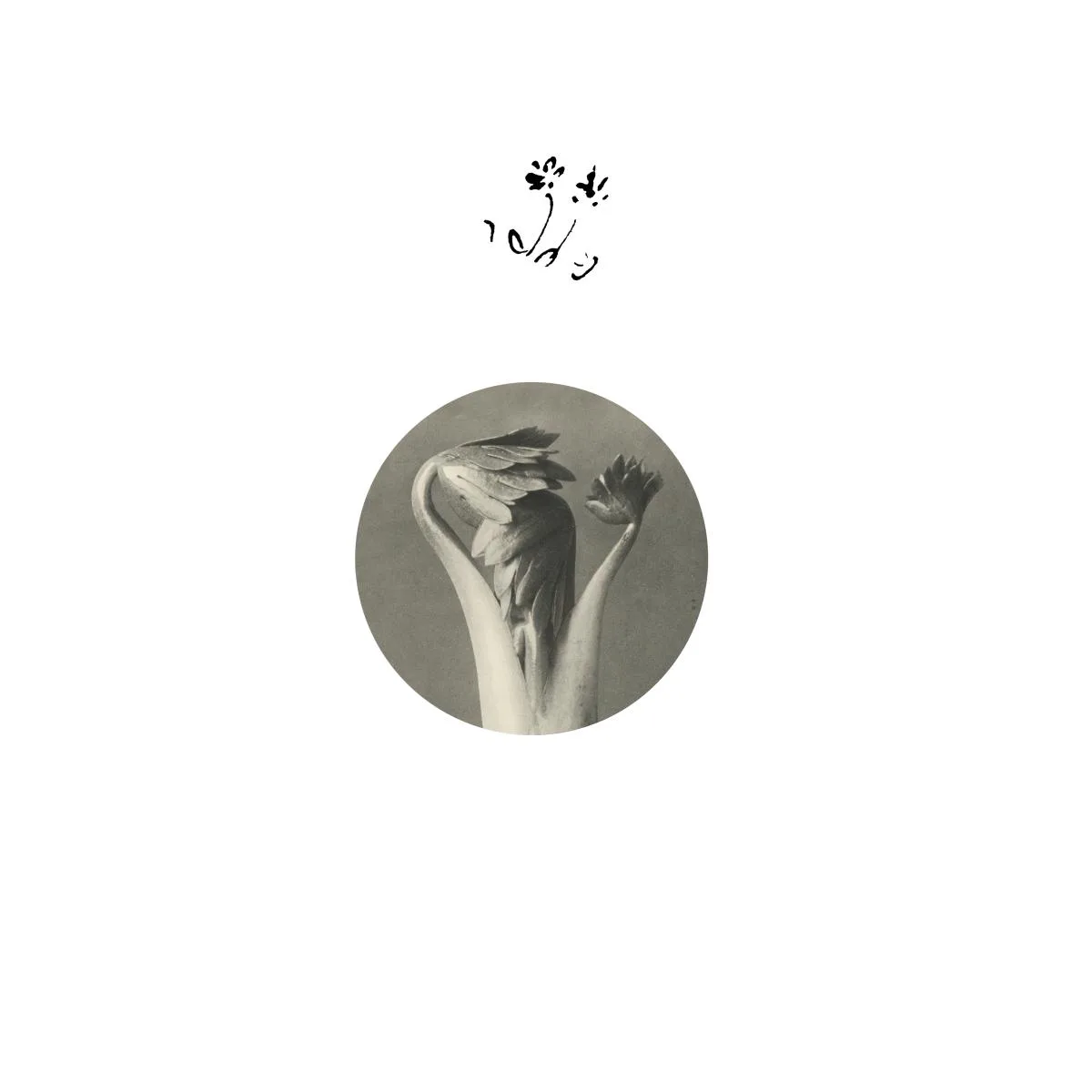 Returning Sweetness (Eversines) — Longevity Eyebrow