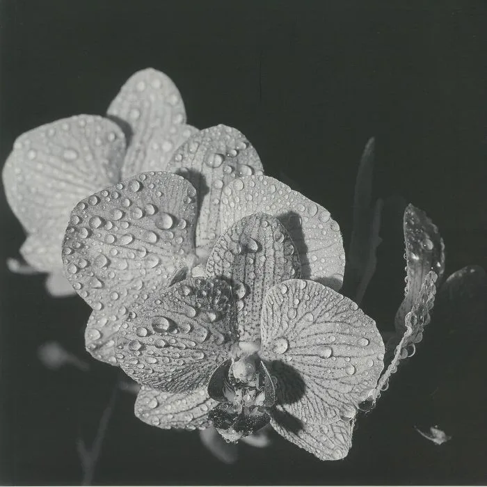 ASSORTED ORCHIDS — Assorted Orchids