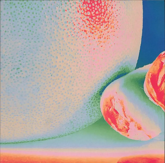 CITRUS CITRUS — Albedo Massima