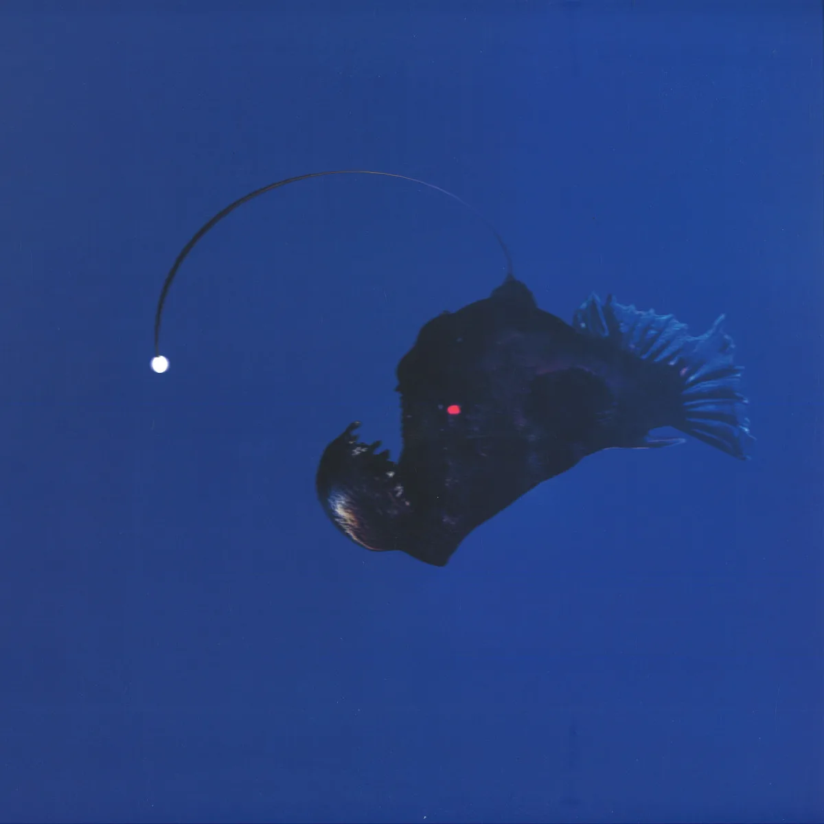 Michael Melchner — No Light Below