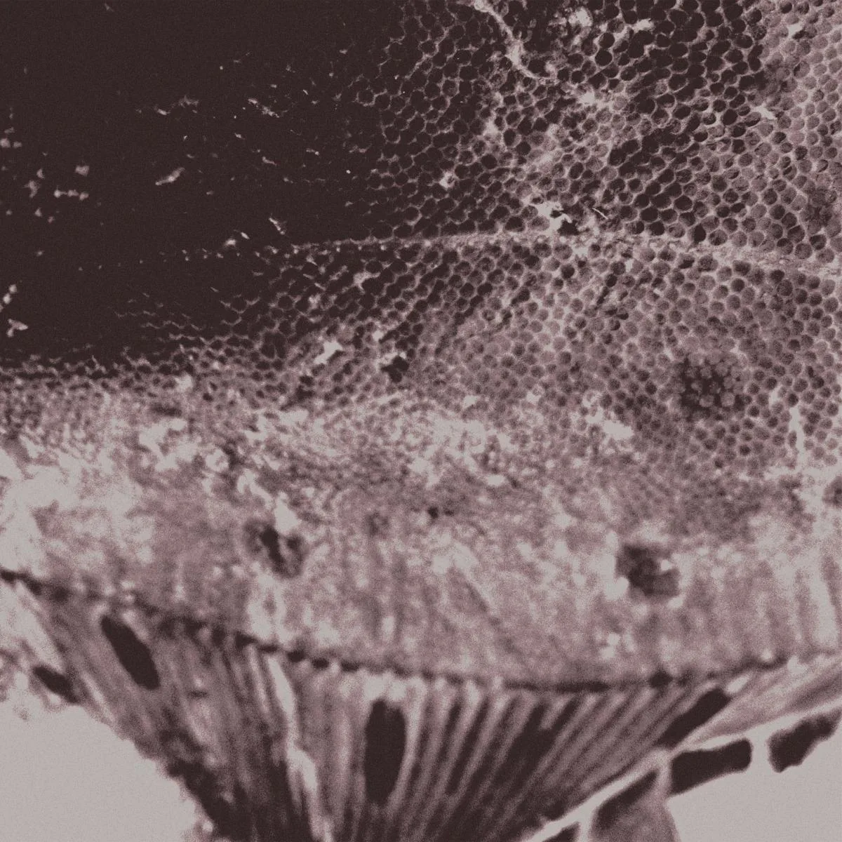 Mark IJzerman — Flounder Maps