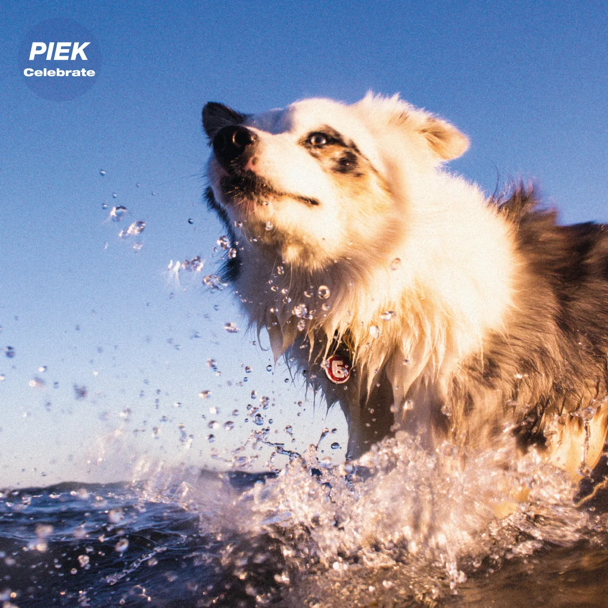 Piek — Celebrate LP