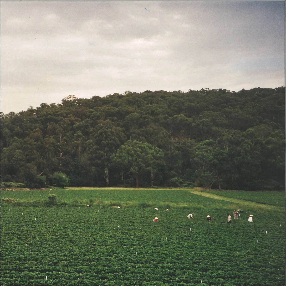 Albrecht La'brooy — Healesville