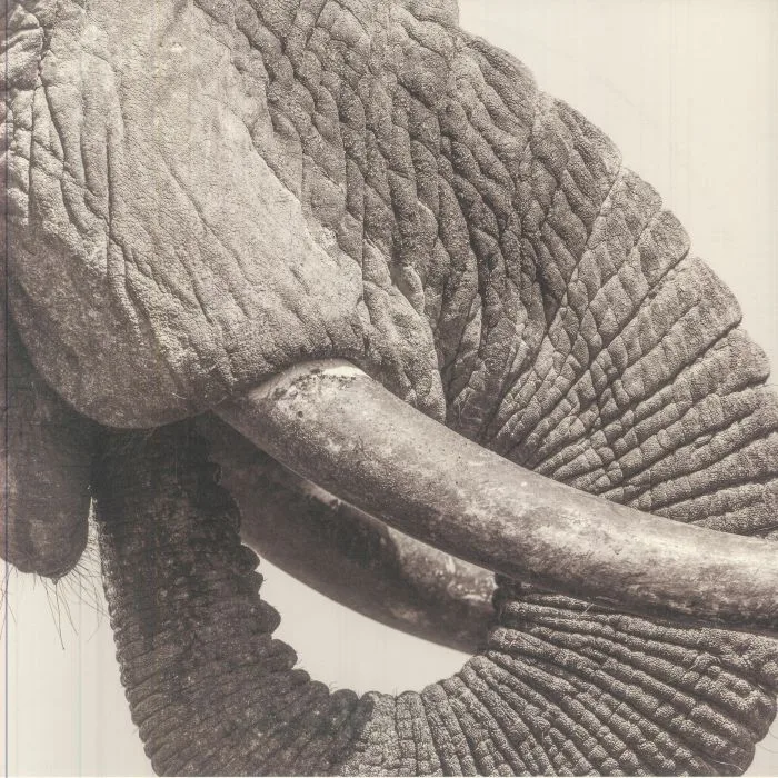 WHITE ELEPHANT — World Elephant Day