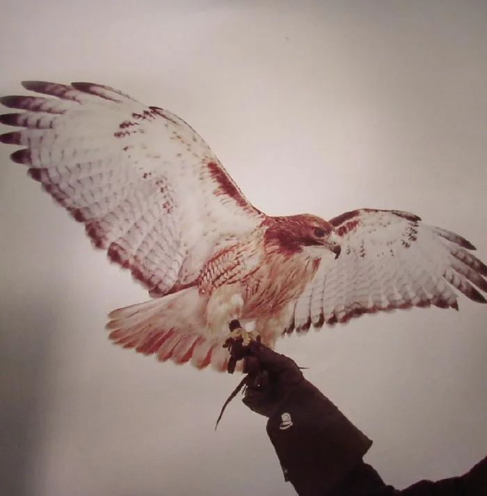 Jm AIRIS — Wild Birds