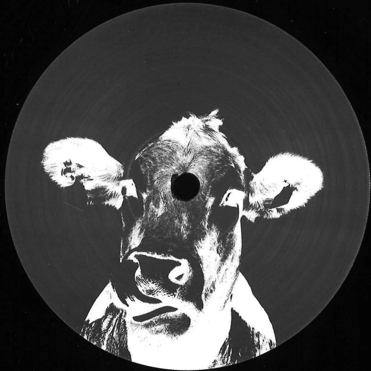 Kaltstam — CATTLE PROD 12"