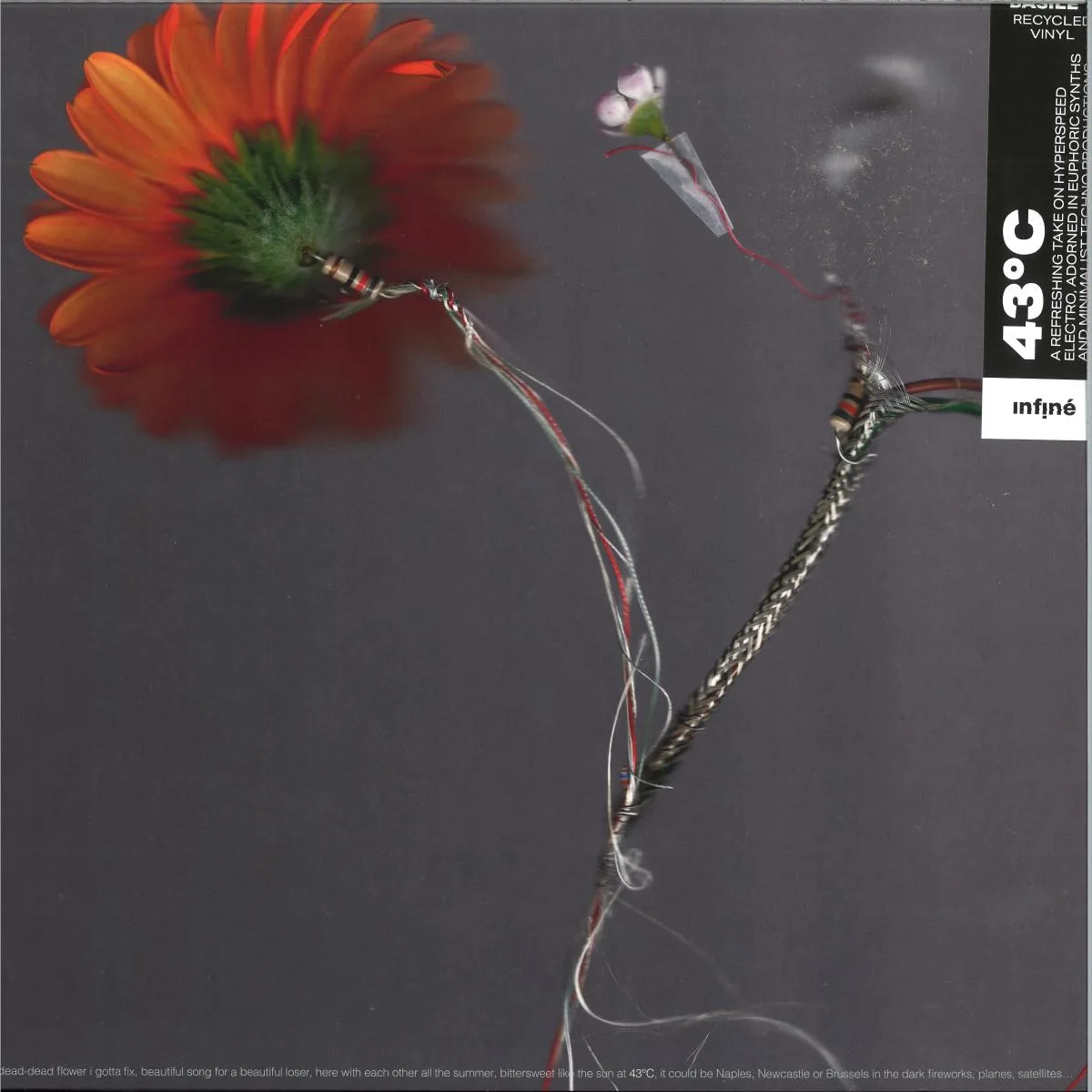 Basile3 — 43°C LP