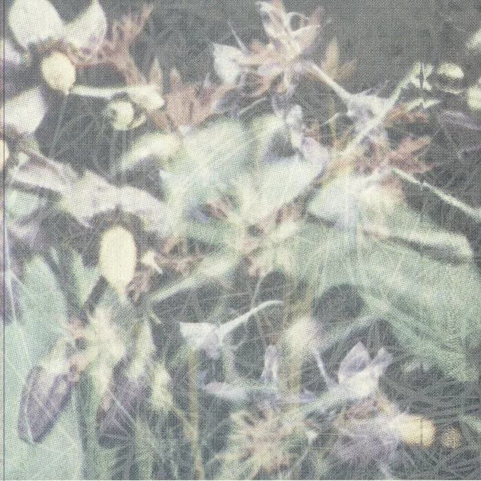 Jas SHAW — Between The Seed & The Timber