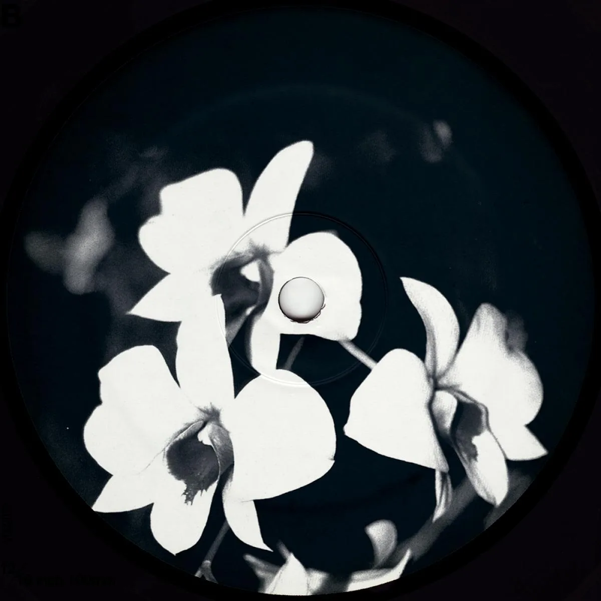 Обратная сторона обложки — Ovatow — Phalaenopsis Revisited