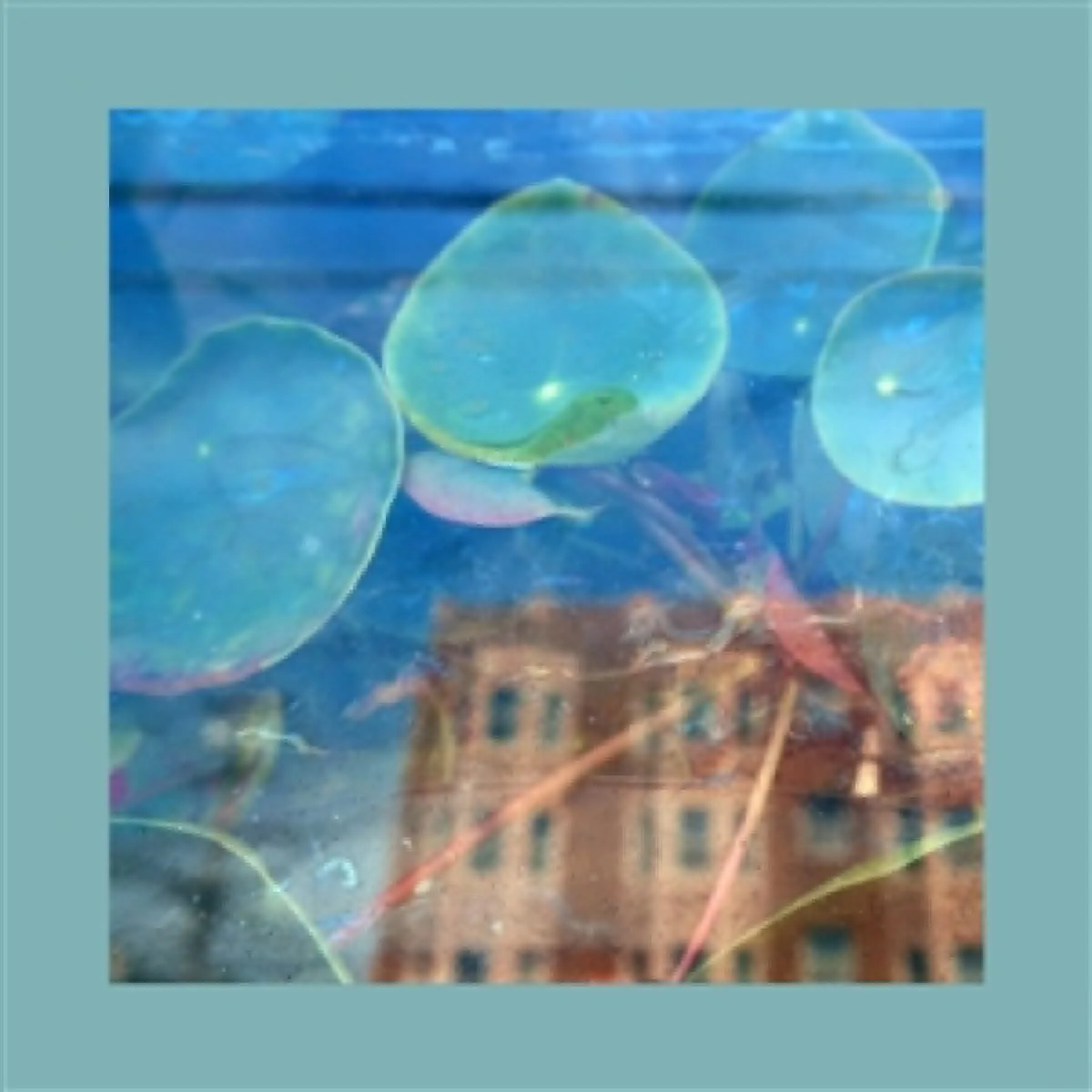 The Reds, Pinks and Purples — Acknowledge Kindness LP