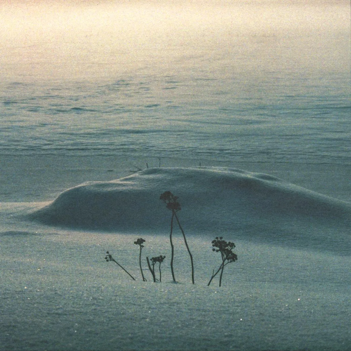 Back cover — Saine — There Will Be Signs