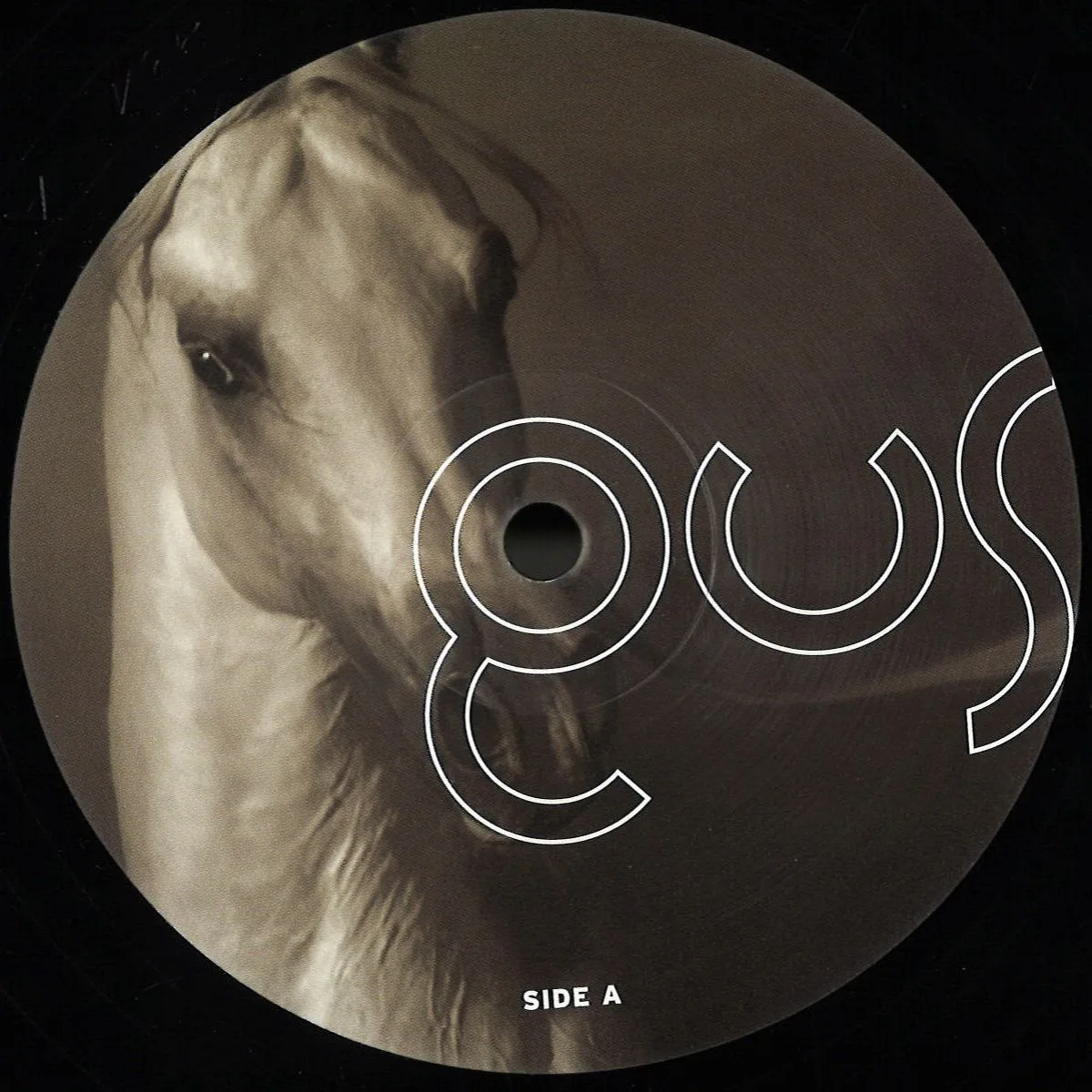 Gus Gus — Arabian Horse 2x12"