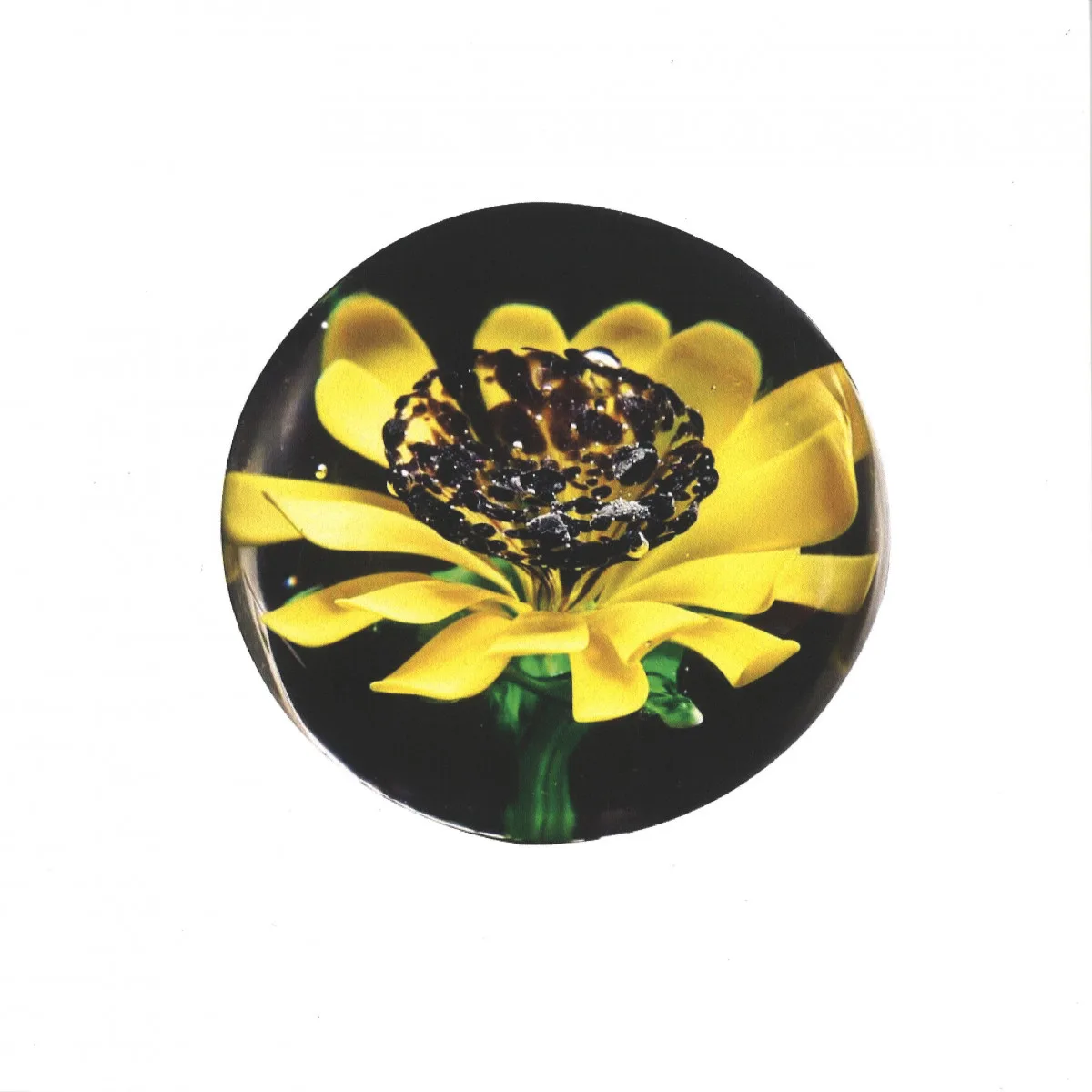 Sunflower Aquarium — Untitled
