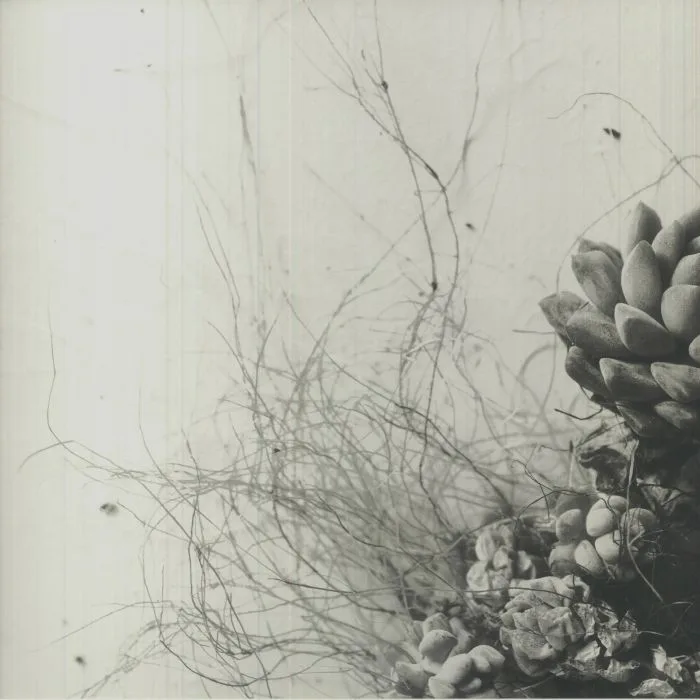 ACAERA — Unfold